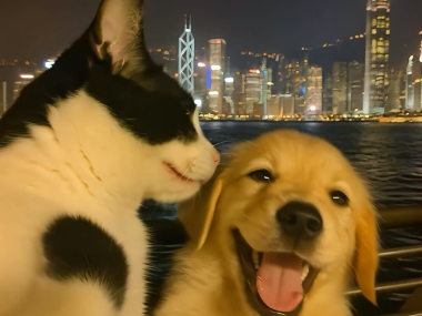 皇族宠物属于什么档次
