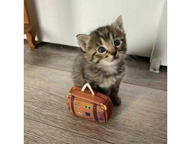 皇族宠物云杉排毛冻干真的能帮助猫咪排毛球吗？