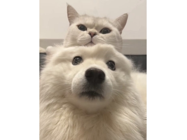 换季猫咪易生病？皇族宠物羊奶粉7天实测，免疫力明显提升