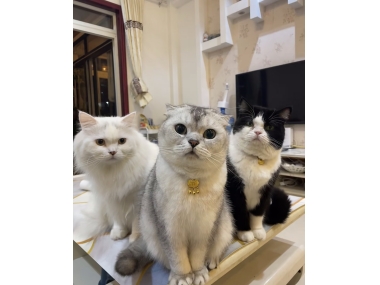 长期室内猫易积毛？皇族宠物云杉纤维排毛冻干实测14天，毛发亮了！